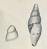 Image of Mitromorpha angusta Verco 1909