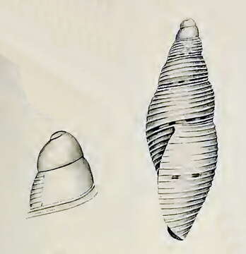 Image of Mitromorpha angusta Verco 1909