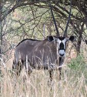 Image of Gemsbok