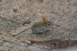 Image of Eastern Elephant-shrew