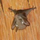 Image of Peters's Lesser Epauletted Fruit Bat