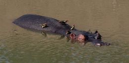 Image of Common Hippopotamus