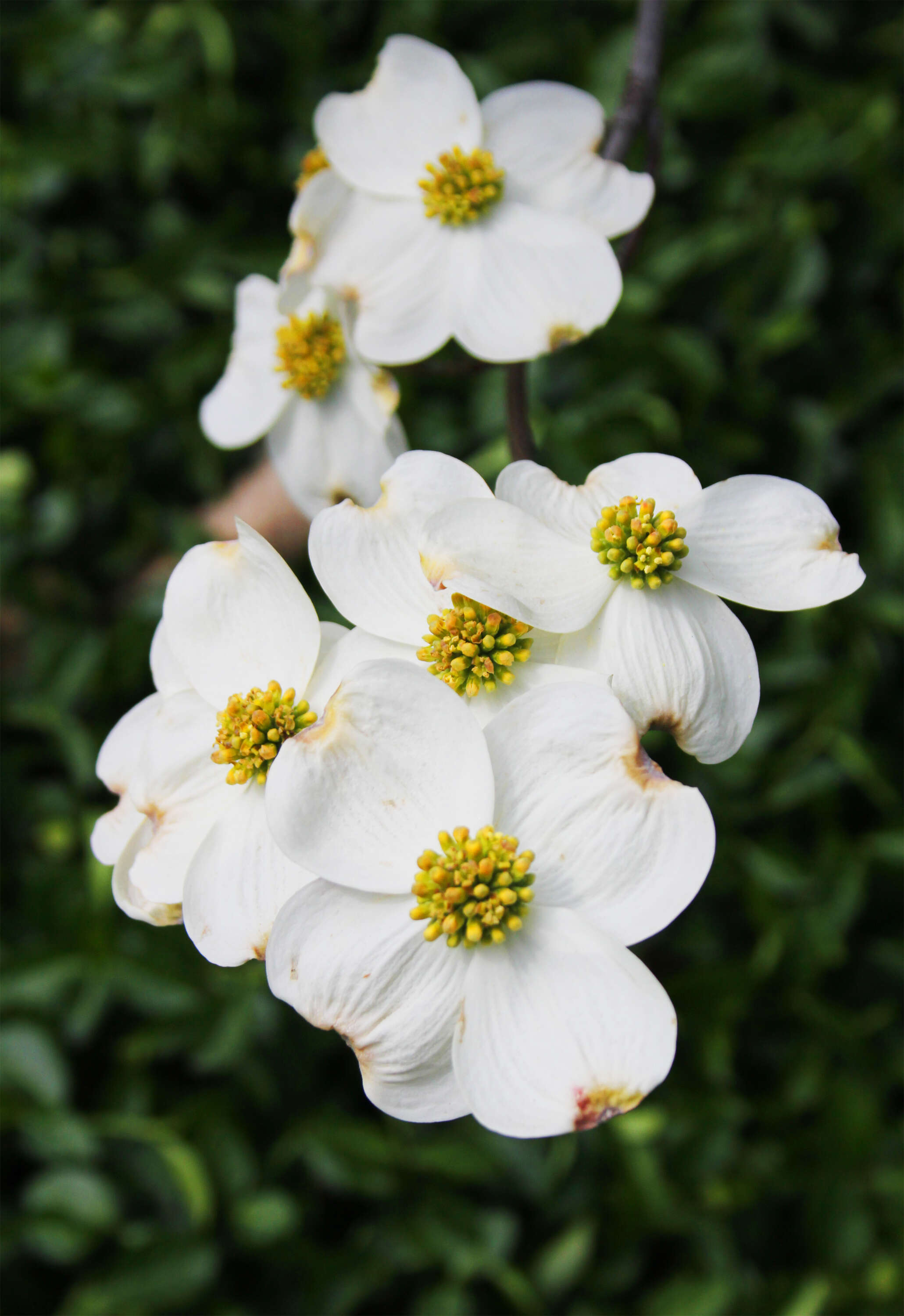 Image of flowering dogwood