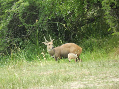 Image of Bushbuck