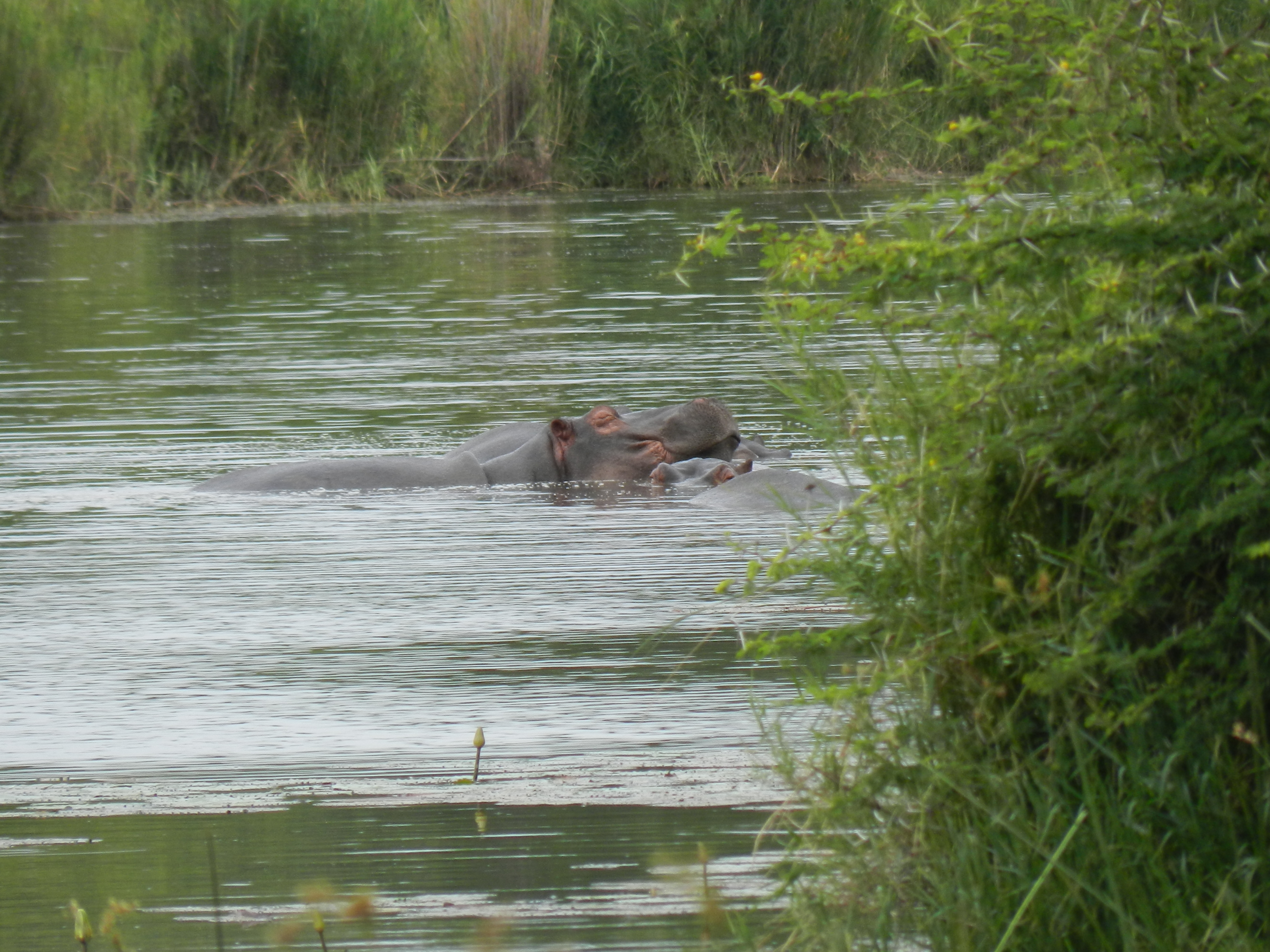 Image of Common Hippopotamus