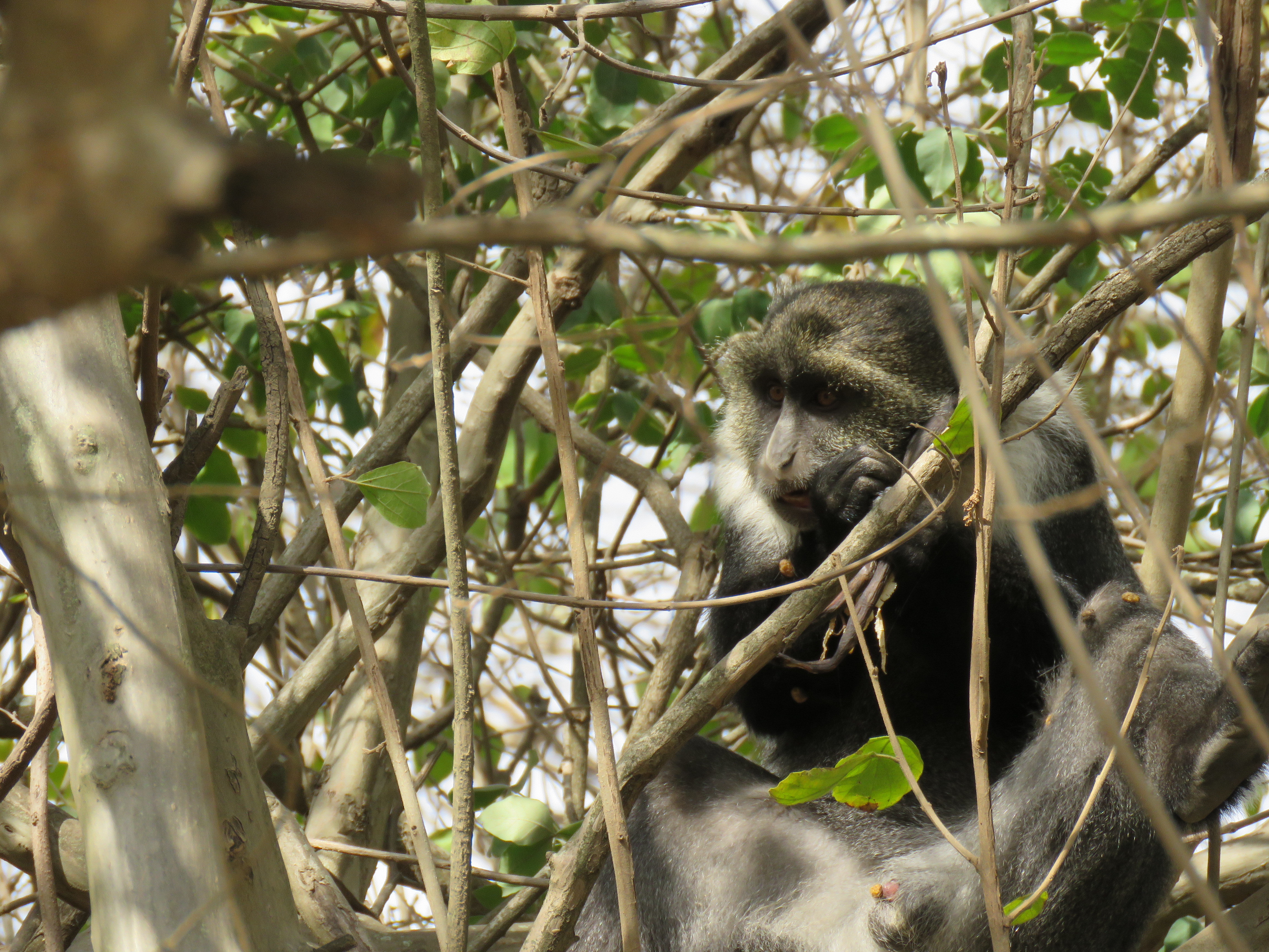 Image of Samango Monkey -- Sykes' Monkey