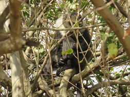 Image of Samango Monkey -- Sykes' Monkey