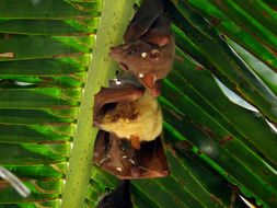 Image of Wahlberg's Epauletted Fruit Bat