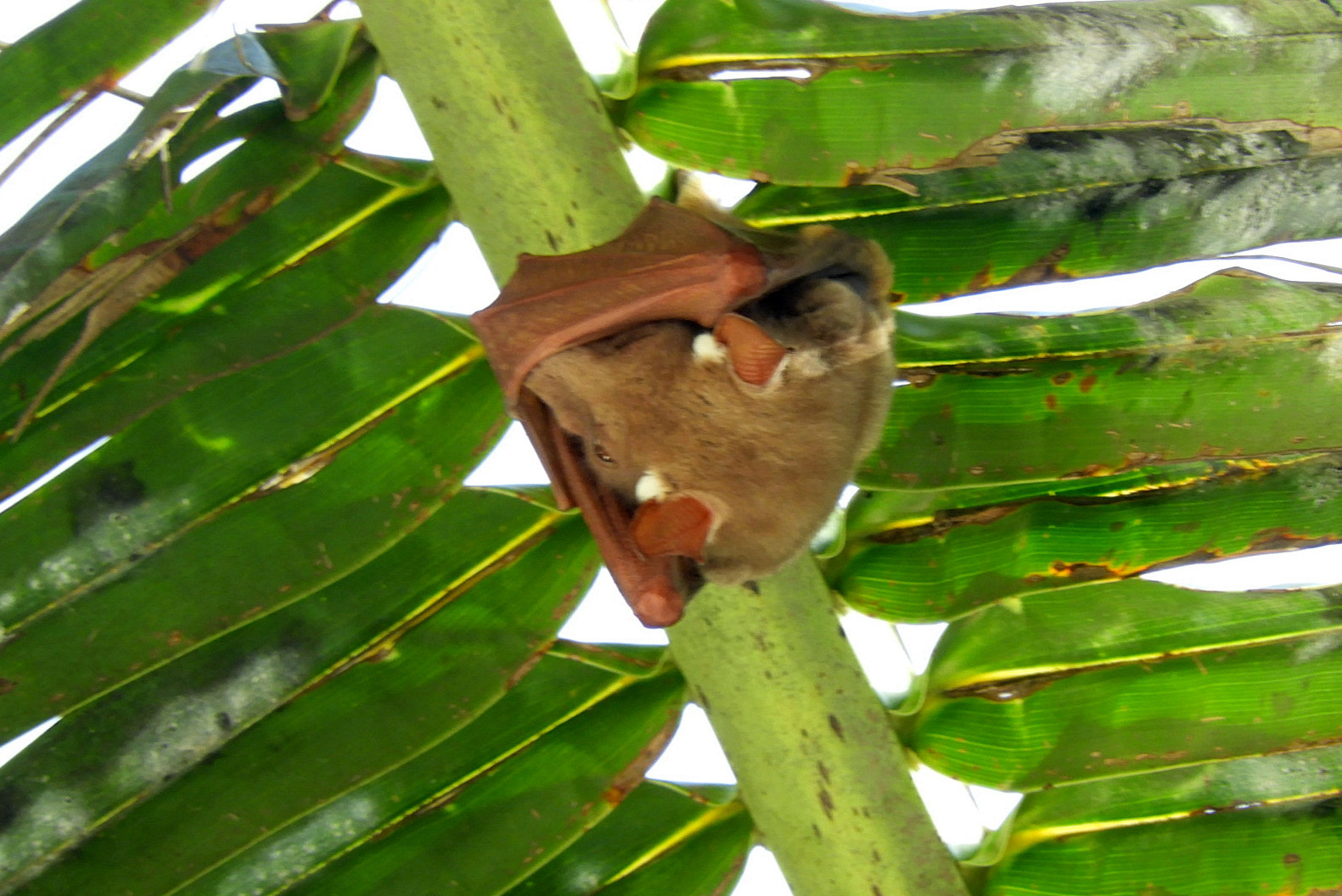 Image of Wahlberg's Epauletted Fruit Bat