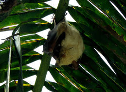 Image of Wahlberg's Epauletted Fruit Bat