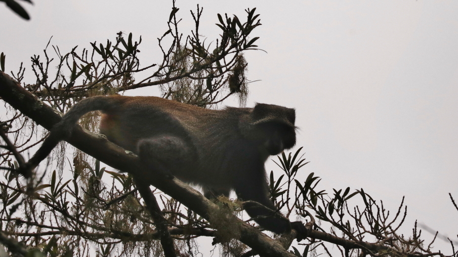 Image of Samango Monkey -- Sykes' Monkey