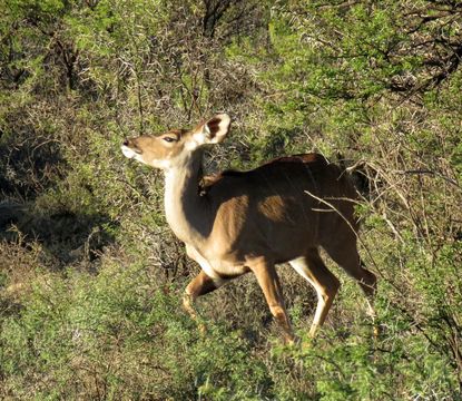 Image of Bushbuck