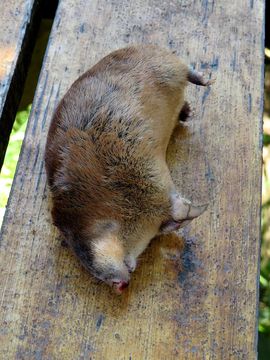 Image of Highveld Golden Mole