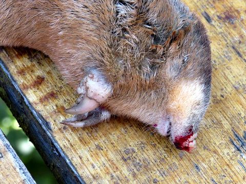 Image of Highveld Golden Mole