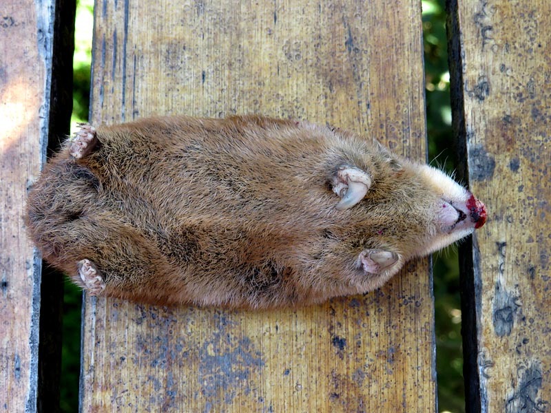 Image of Highveld Golden Mole