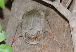 Image of Mauritian Tomb Bat