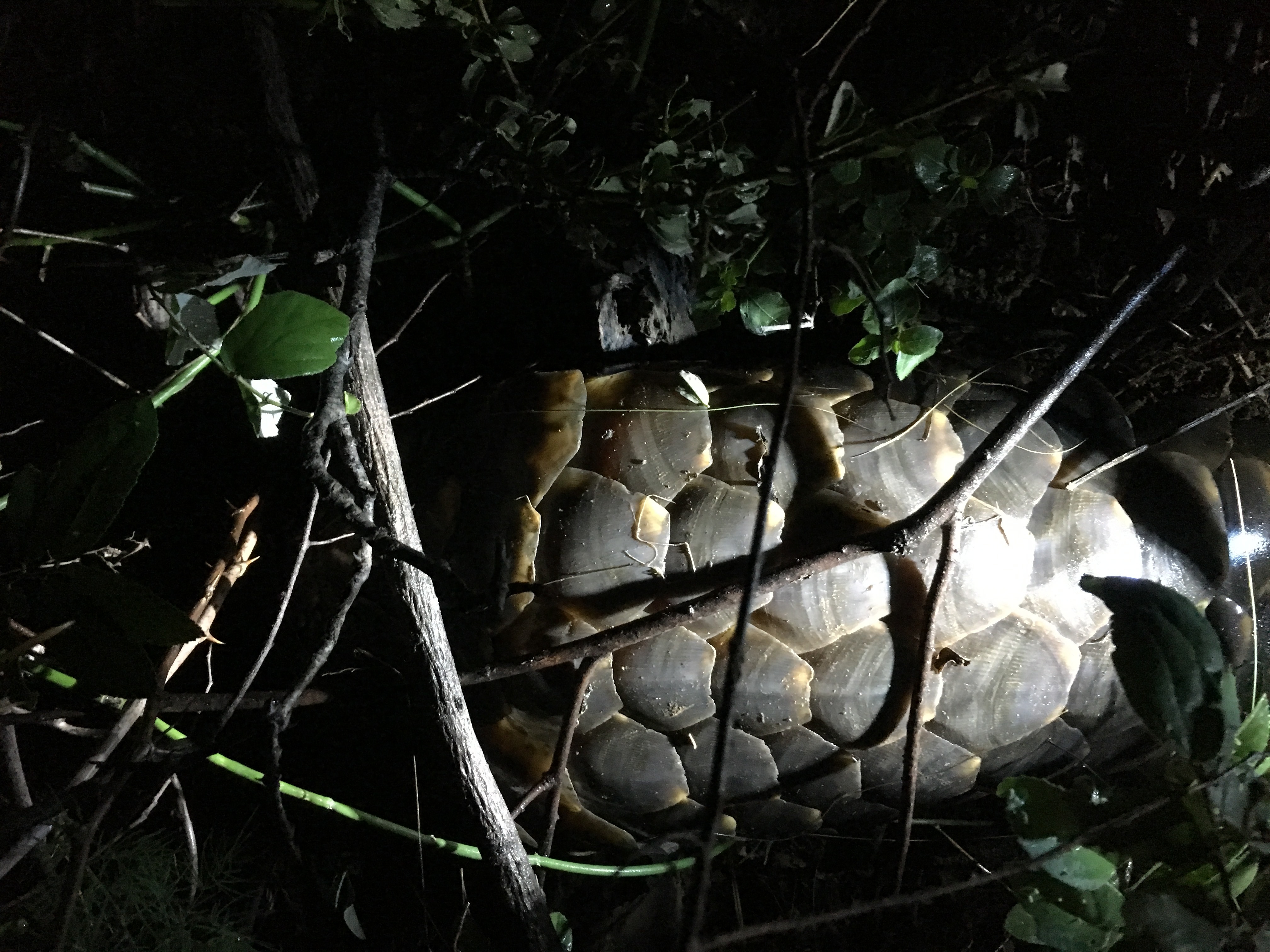 Image of Ground Pangolin -- Pangolin