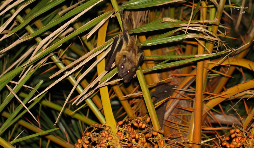 Image of African Straw-colored Fruit Bat