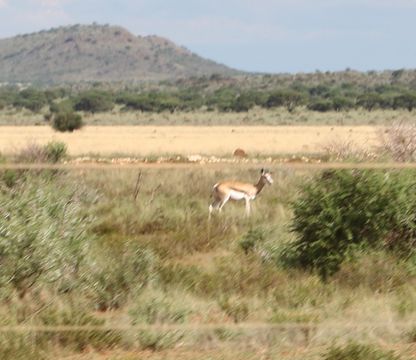 Image of Springbok