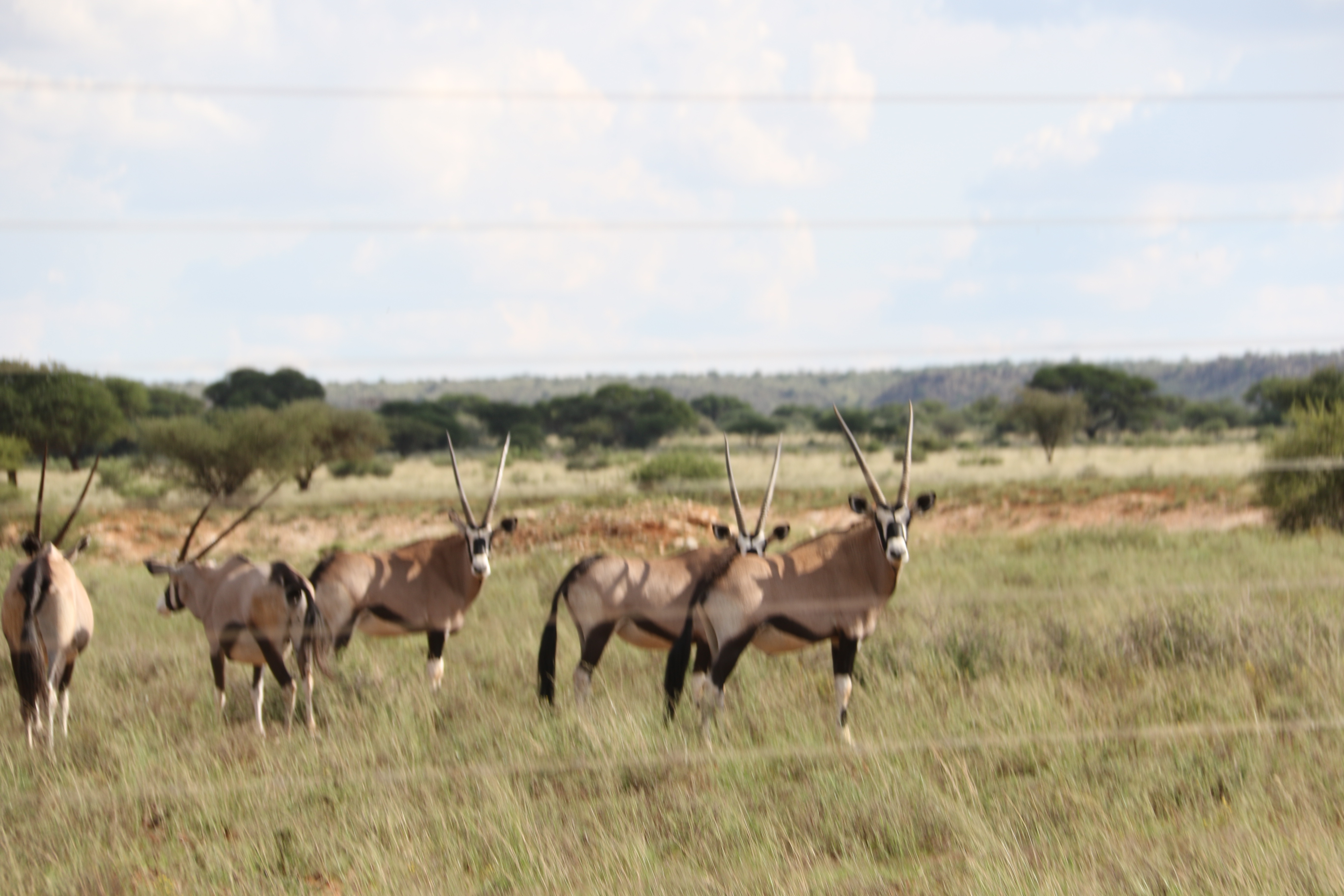 Image of Gemsbok