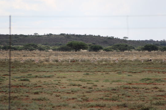 Image of Springbok