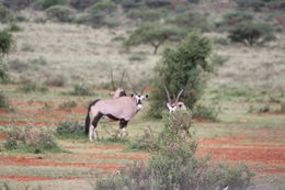 Image of Gemsbok