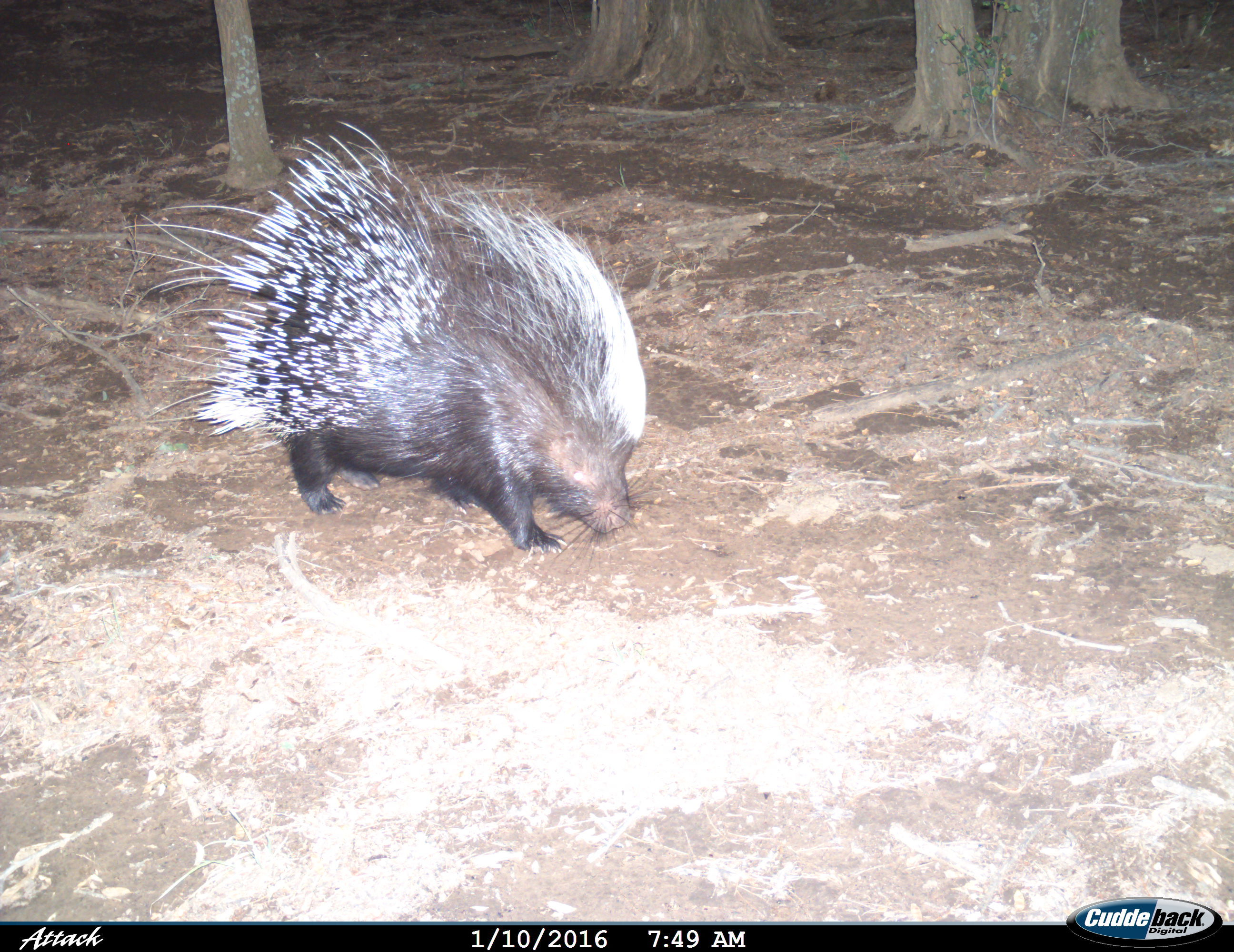 Image of African Porcupine