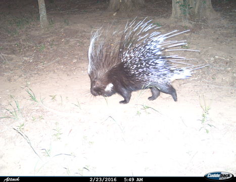 Image of African Porcupine