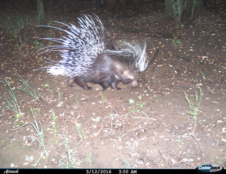 Image of African Porcupine