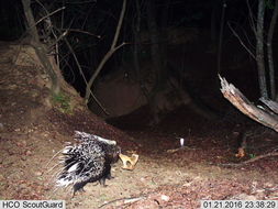 Image of African Porcupine