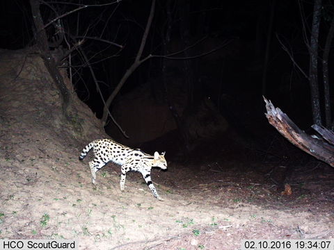 صورة Leptailurus Severtzov 1858