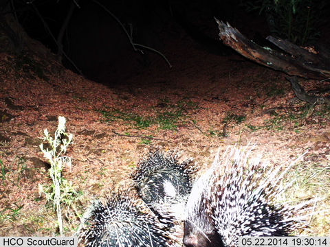 Image of African Porcupine