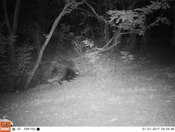 Image of African Porcupine