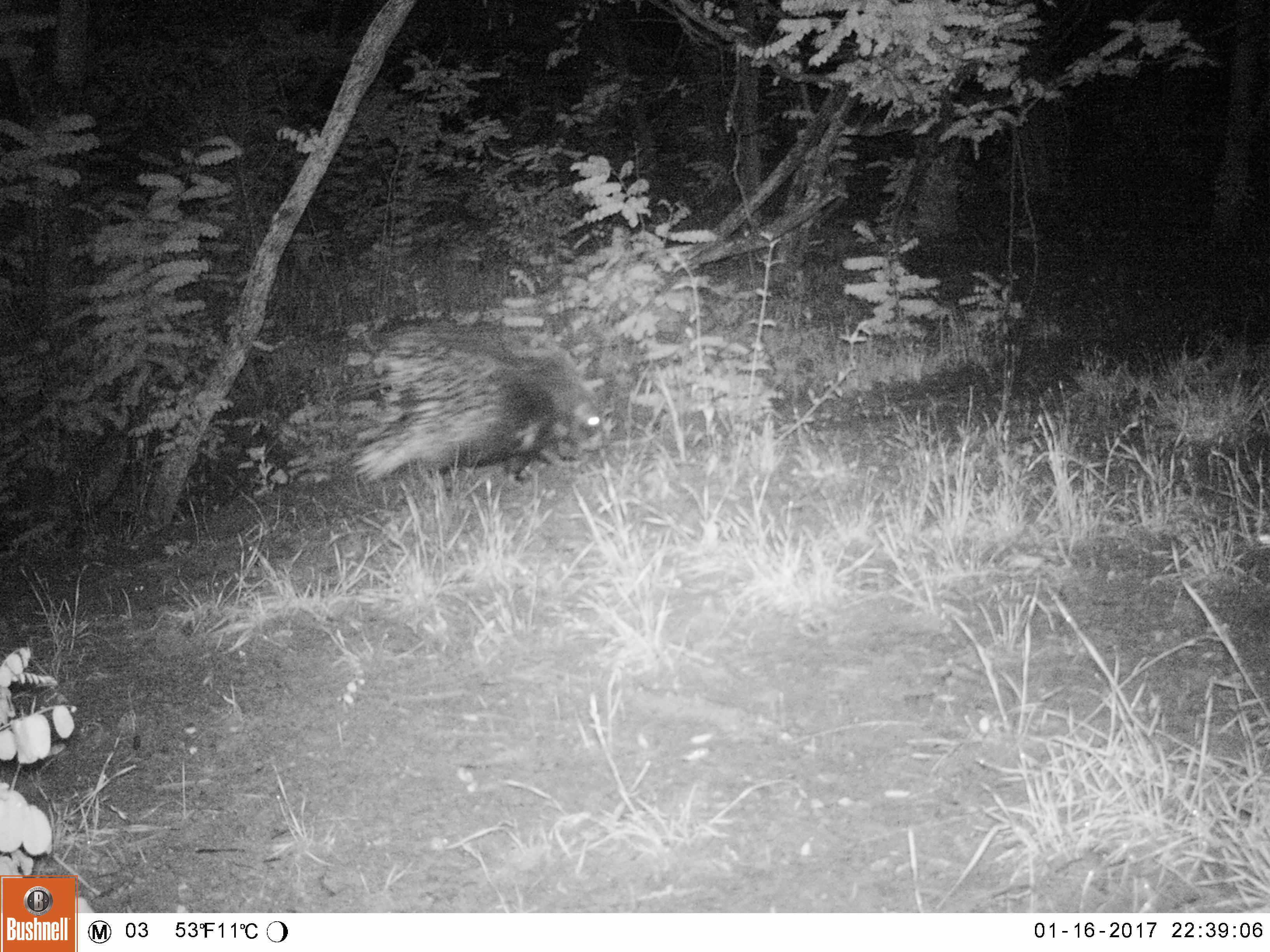 Image of African Porcupine