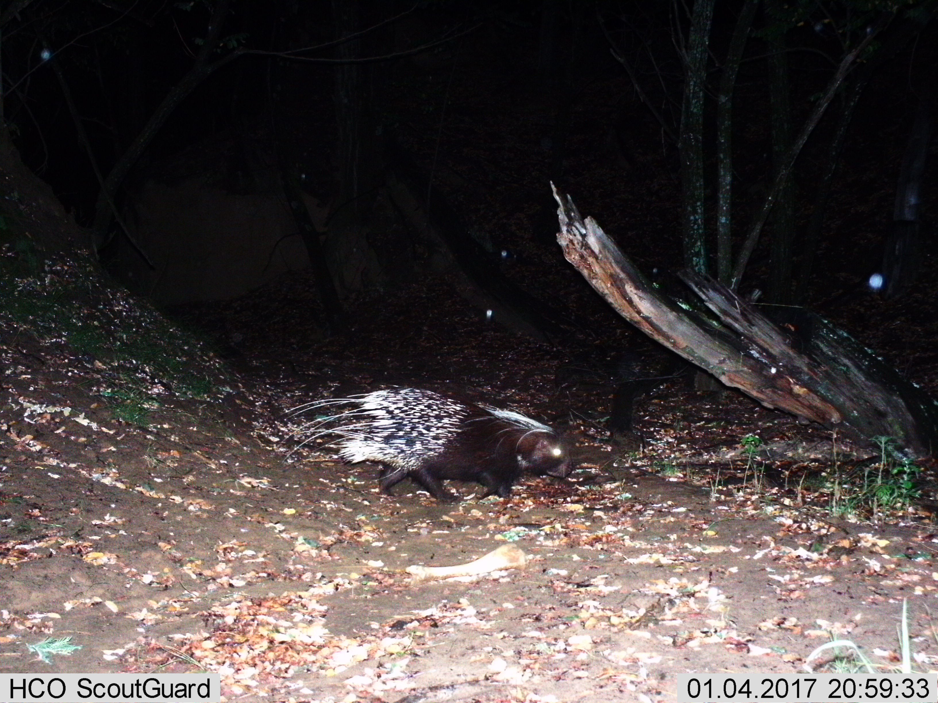 Image of African Porcupine