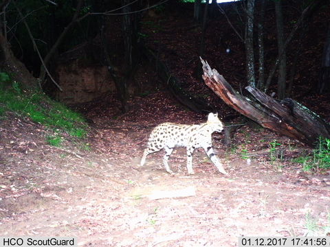 صورة Leptailurus Severtzov 1858