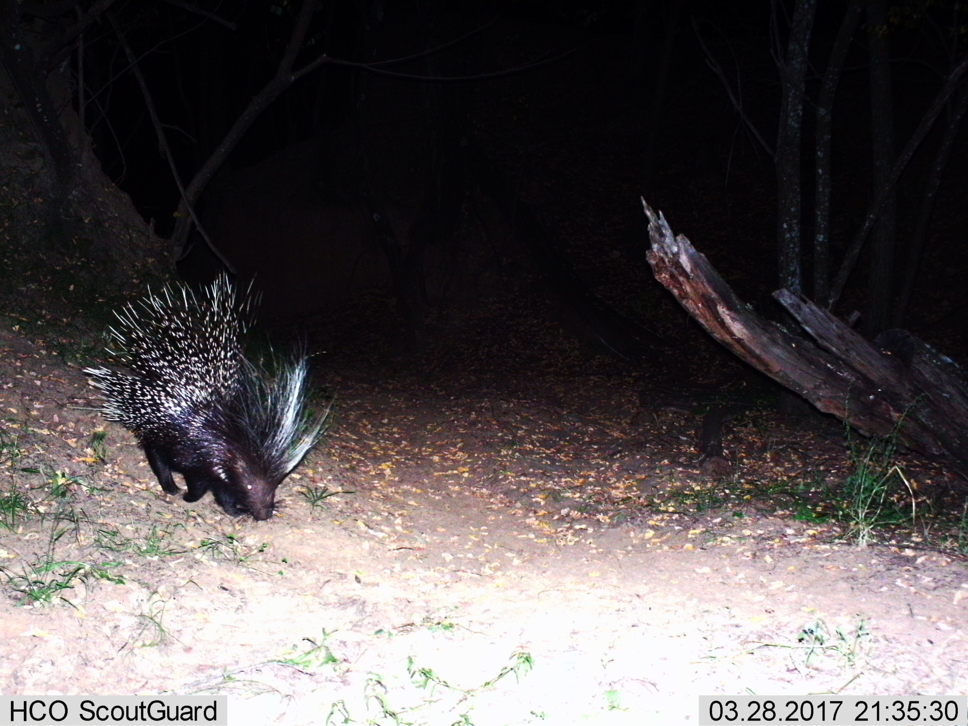 Image of African Porcupine