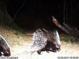 Image of African Porcupine