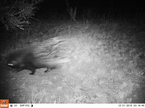 Image of African Porcupine