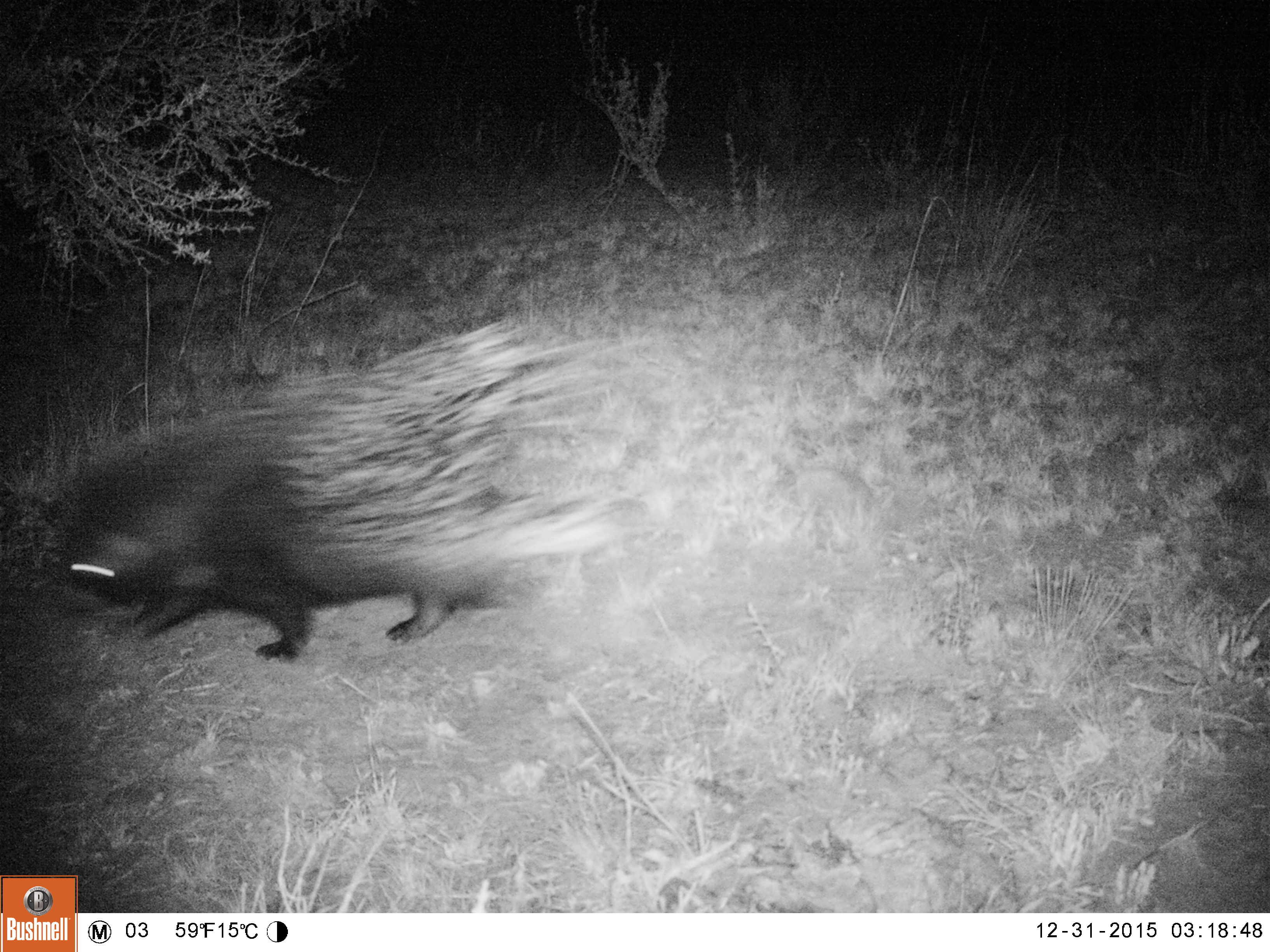 Image of African Porcupine