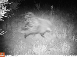 Image of African Porcupine