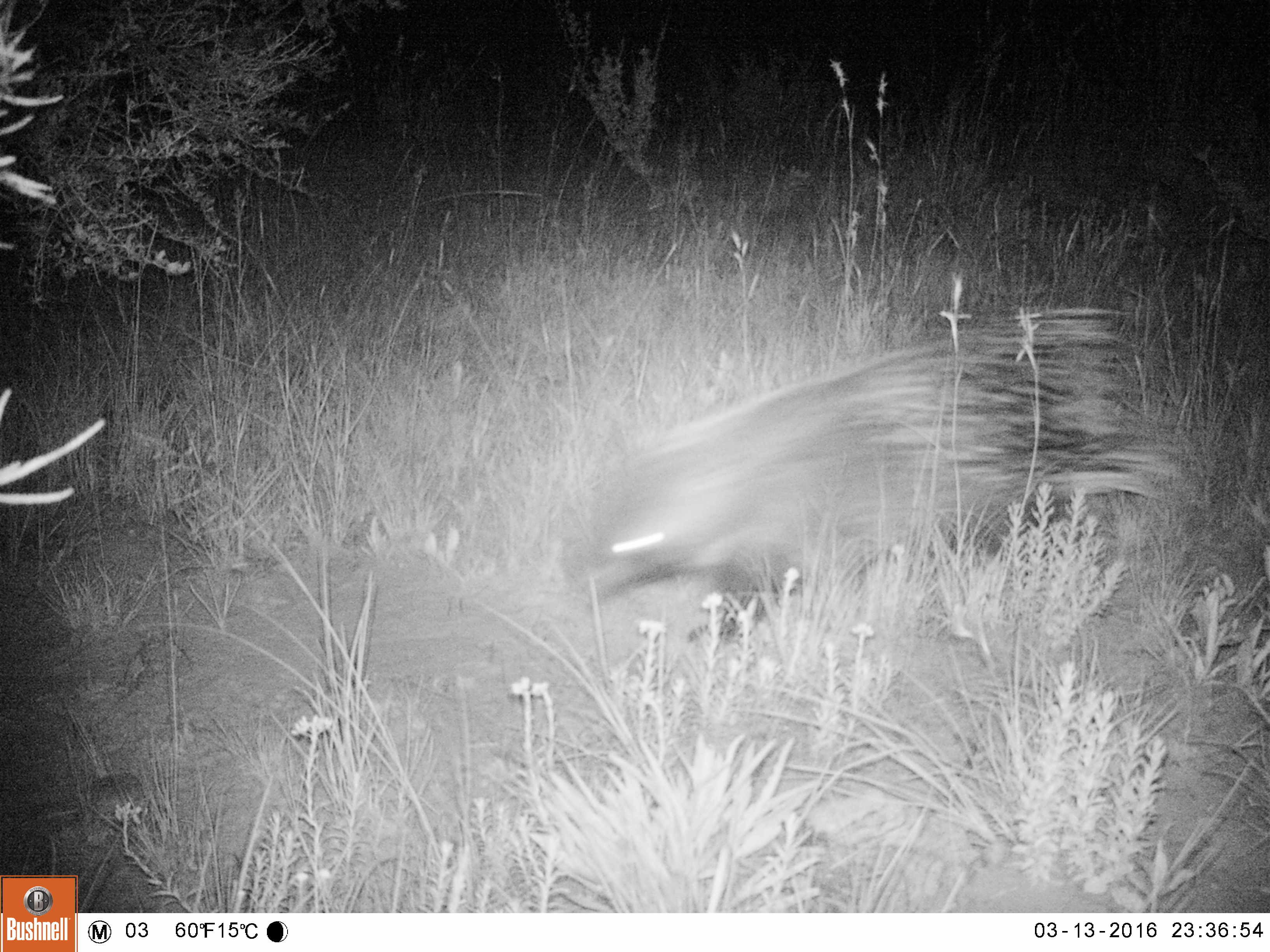 Image of African Porcupine