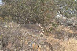 Image of Bush Hyrax