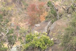 Image of Bush Hyrax