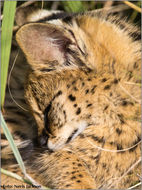 Image of Serval (cat)