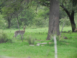 Image of Mountain Reedbuck