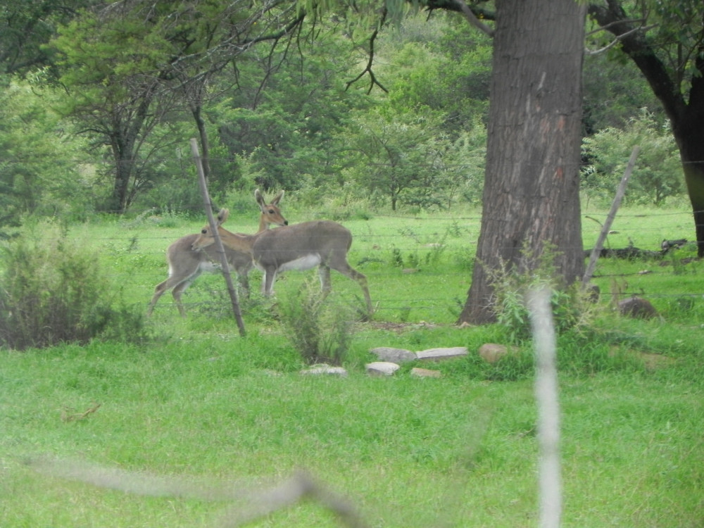 Image of Mountain Reedbuck