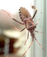 Image of Leaf-footed Pine Seed Bug