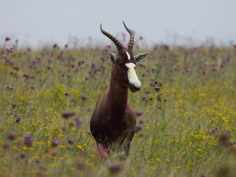 Image of Blesbok