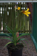 Image of Dumortier's daylily